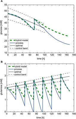 Bioprocess feeding optimization through in silico dynamic experiments and hybrid digital models—a proof of concept